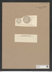 Stictodiscus marsianus A. Schm. (de-Toni-Nr.: Genus 205, Species 5245) Zeichnungen Sammlung Grunow Nr. 9039 (NHMW-BOT-W0378766)